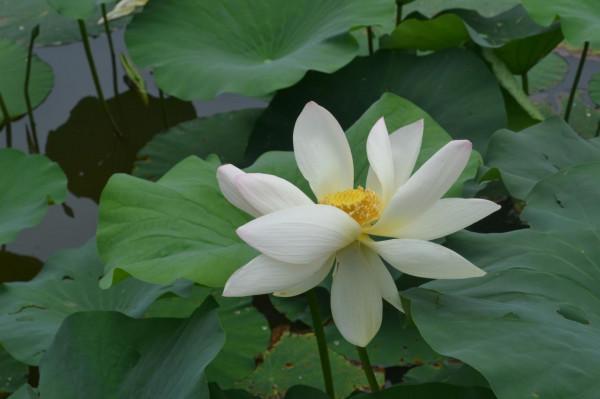 極目望遠（組詩）陝西 張新貴