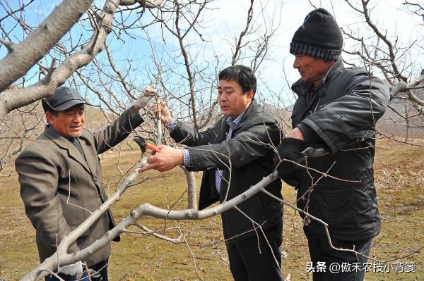 果樹到底需要早冬剪還是晚冬剪？建議果農注意這幾點