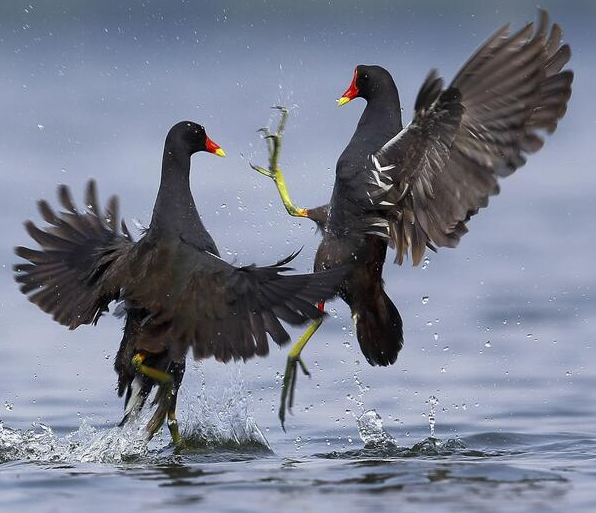 腳趾特別長的兩種動物，它們還挺有特點的，說不定你還見到過