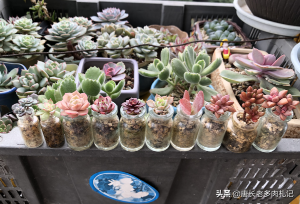 新玩法——用玻璃瓶養多肉,既方便打理又易於上色,陽臺黨的福音 新玩法——用玻璃瓶養多肉,既方便打理又易於上色,陽臺黨的福音