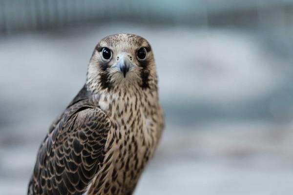 鷹和隼是同一個物種嗎,如何區分鷹和隼之間的差異? 鷹和隼是同一個物種嗎,如何區分鷹和隼之間的差異?