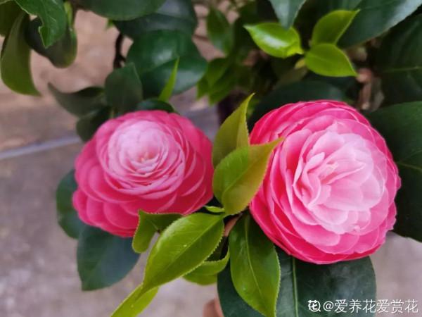 花600塊買的大花蕙蘭，掉個苞20塊錢沒了，心疼···