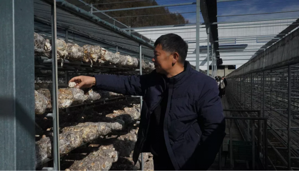 長久菌業：加強菌種研育 助力菇業轉型升級