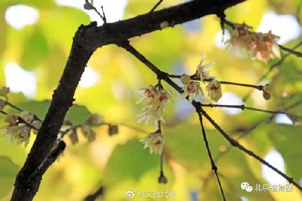 暗香浮動,北京植物園蠟梅初開 暗香浮動,北京植物園蠟梅初開