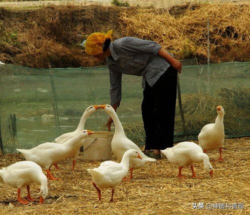鵝的戰鬥力究竟有多強？為何它不怕人呢？遇到了我們該如何自救