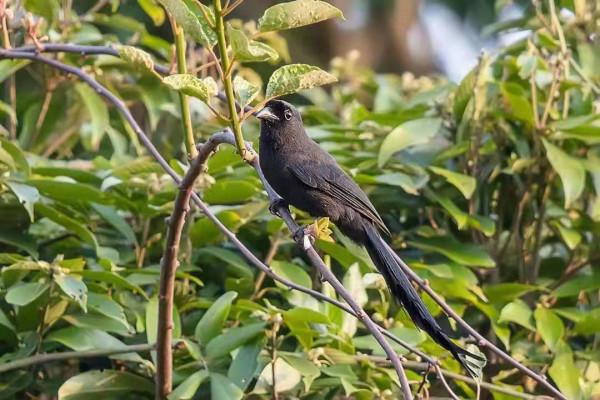 海南冬季拍鳥忙 海南冬季拍鳥忙
