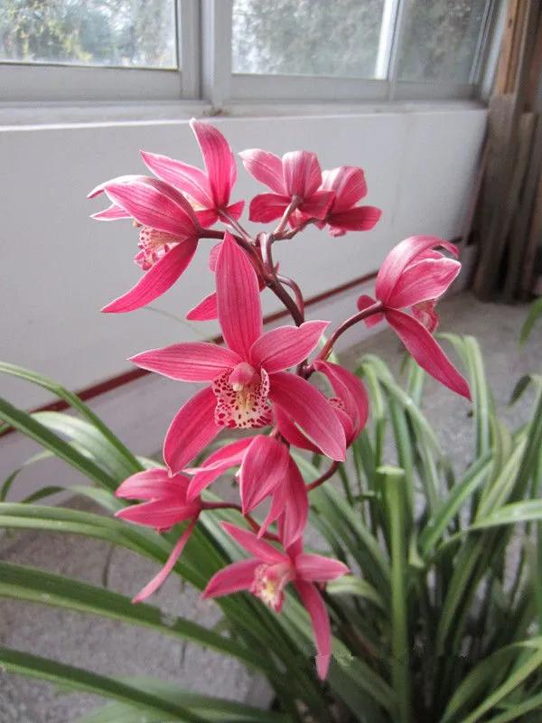 分享圖片：大紅精品蘭花66款