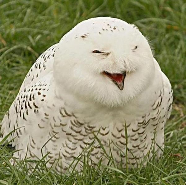 鳥的世界 鳥的天堂