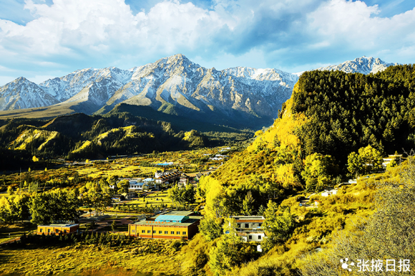 秋色浸染祁連山，大都麻色彩斑斕惹人醉