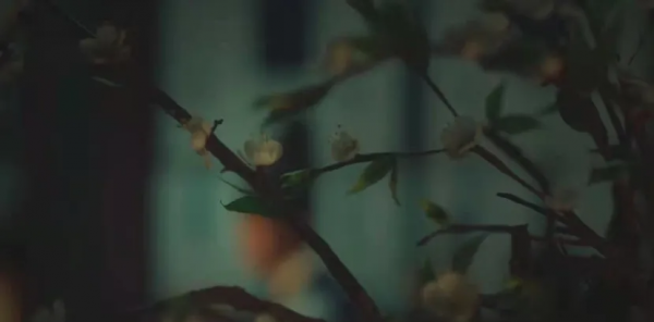 “我們現在說的是柑橘沒錯嗎？”《衣袖紅鑲邊》告白名場面分析