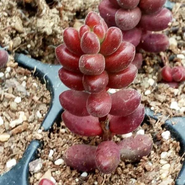 紅珊瑚為什麼是紅色的