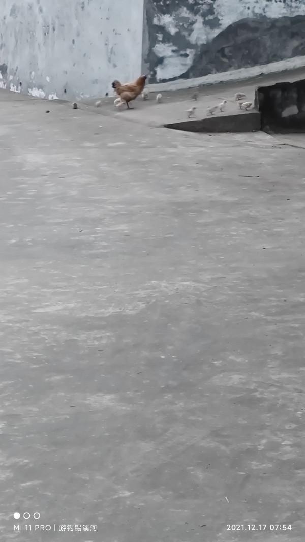 開杆即中目標大板鯽，誰料世事難如願