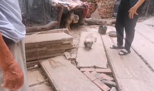 河南：小狗擾民全賣狗販，狗狗道別，大爺：價格隨便，都當送你了