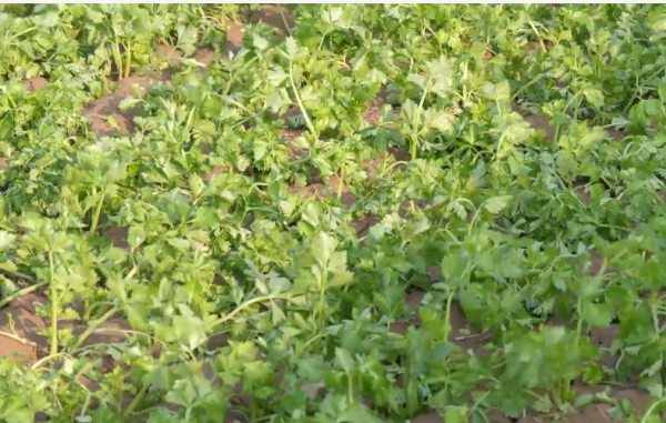 芹菜蹲苗後,澆水時能衝肥嗎?為了高產,農戶別做錯了 芹菜蹲苗後,澆水時能衝肥嗎?為了高產,農戶別做錯了