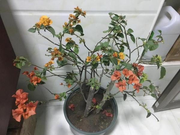 下雪了，保衛三角梅