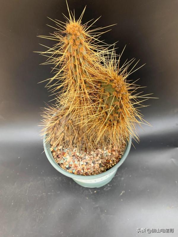 金光閃閃的仙人掌