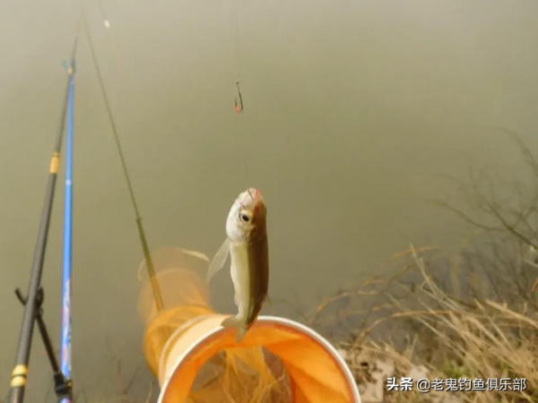 立春後，爽釣小河