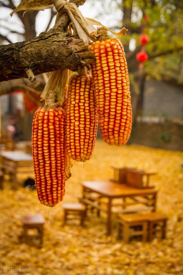 一省一秋!各省秋色“當紅”代言人,你的家鄉上榜了嗎? 一省一秋!各省秋色“當紅”代言人,你的家鄉上榜了嗎?