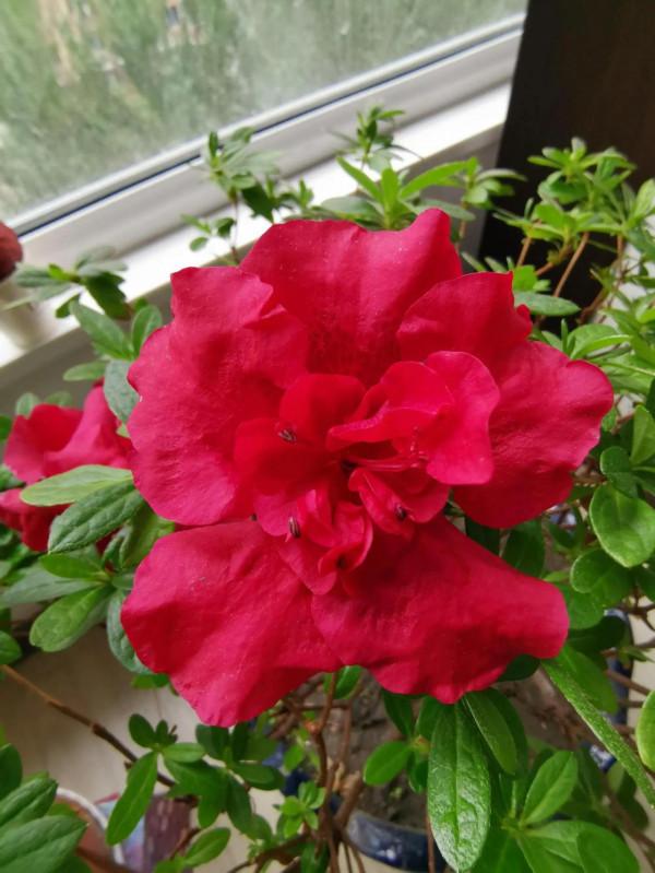 杜鵑花是花中西施