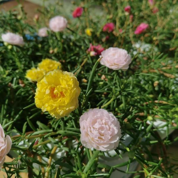 我的太陽花 我的太陽花