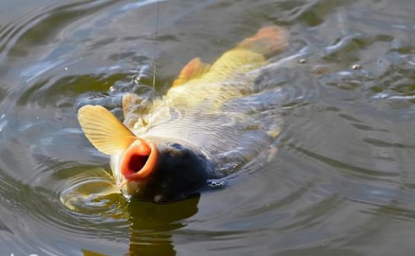 冬季釣魚，用這4招撬開魚口，漁獲可提升3倍