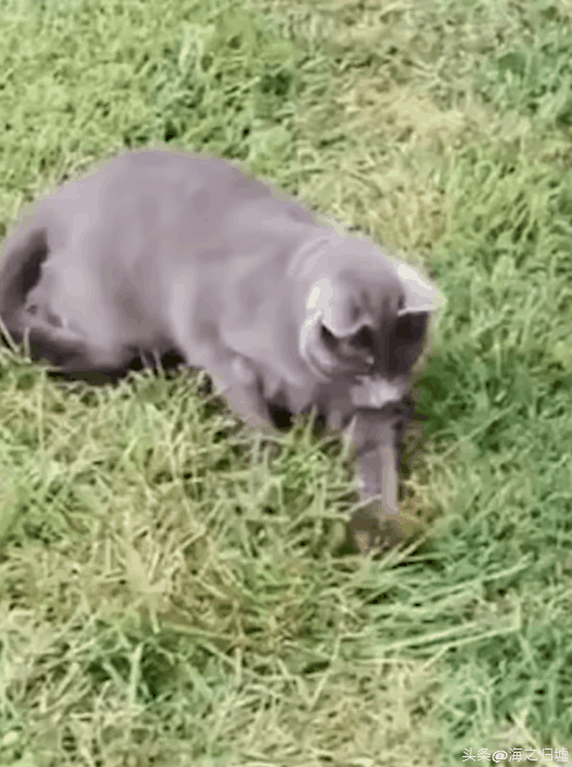 看完這27張圖片才知道，動物們的智商竟然這麼高