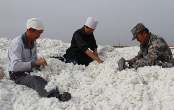 美國棉花一畝能產多少斤？和新疆棉花相比，有多大差距？