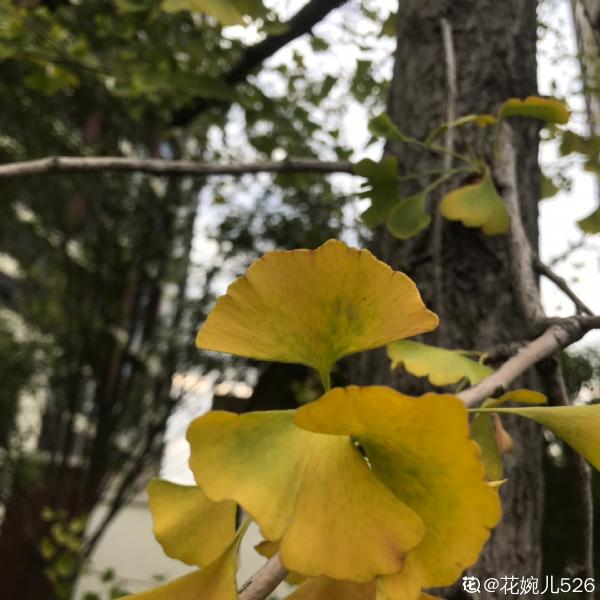 秋天就要金燦燦，盤點6種金黃色的花，秋天氛圍感滿滿