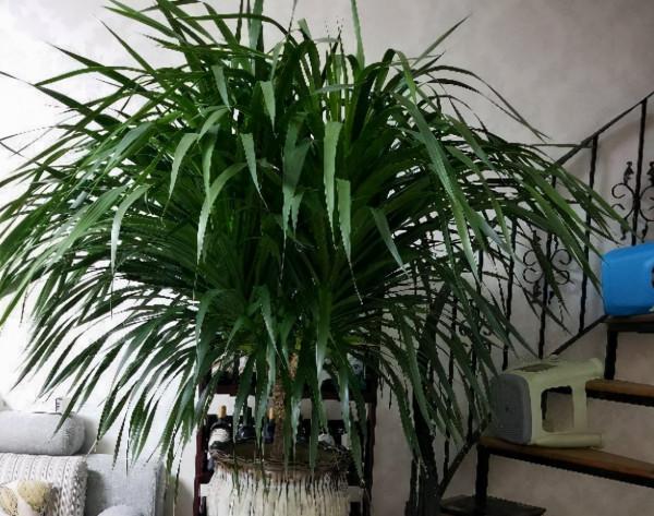 壽命最長的4種花，能活幾十年，可以養成傳家寶