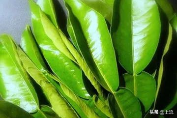 柚子葉洗澡，如何成為廣東人的轉運密碼？