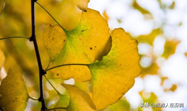 從廣東南雄出發,去看有1680多年的最美銀杏林,這裡全攻略如何玩 從廣東南雄出發,去看有1680多年的最美銀杏林,這裡全攻略如何玩