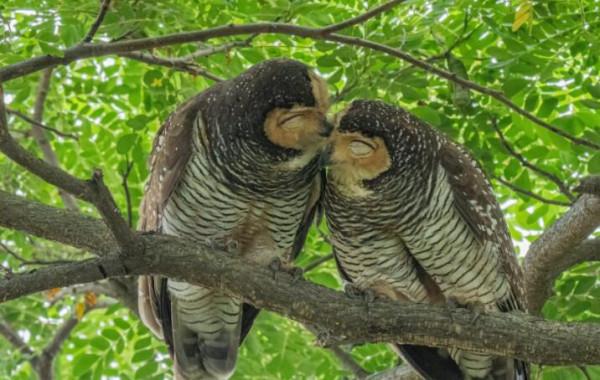 舉報！這對&OpenCurlyDoubleQuote;鳥人&rdquo;在新加坡公園公然&OpenCurlyDoubleQuote;虐狗&rdquo;，恩愛秀的甜過啦