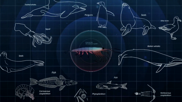 被稱為海上金礦的南極磷蝦，多國爭先捕撈，中國將是最大黑馬？