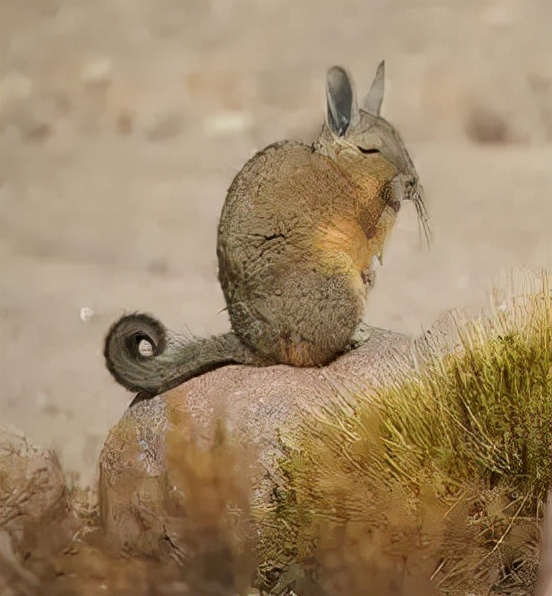 靈性十足的哺乳動物 靈性十足的哺乳動物
