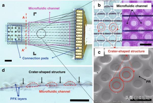 直接進入大腦:3D 結構多功能的柔性神經介面 直接進入大腦:3D 結構多功能的柔性神經介面
