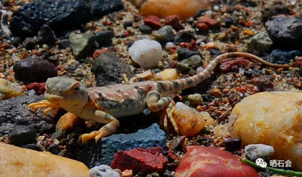 等疫情結束後，我們去撿石頭吧