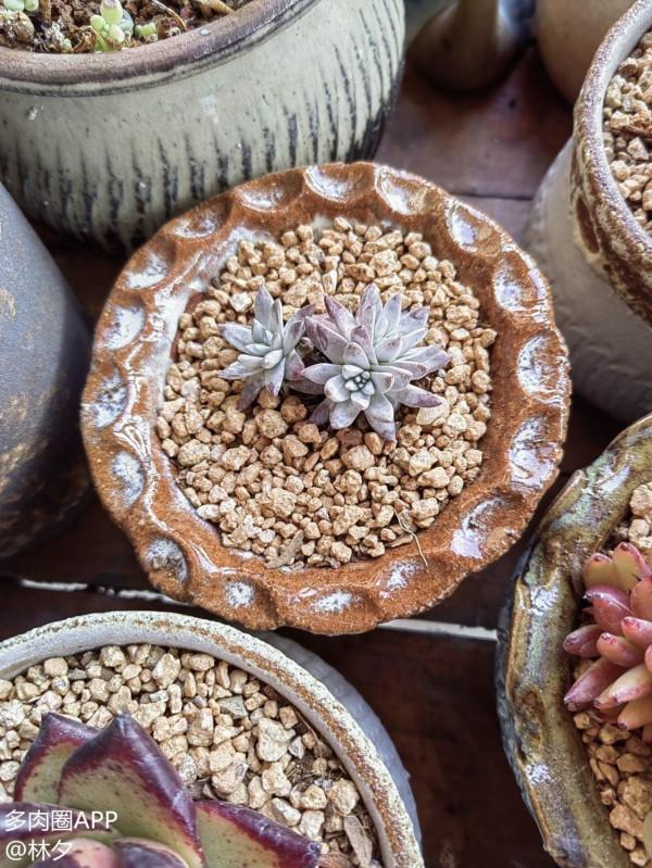 買多肉的路上漸行漸遠，嘴上說著不買了，身體還是很實誠