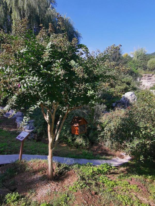 中秋前夕遊北京西山國家森林公園