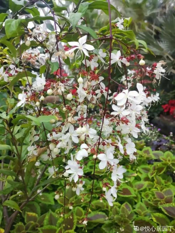 1種“仙女花”，開花像一串白蝴蝶，垂下來變瀑布