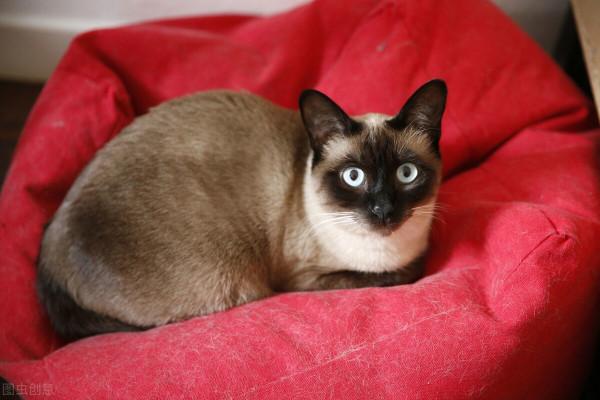 這幾種貓咪，“棄養率”最高，愛它就別拋棄它