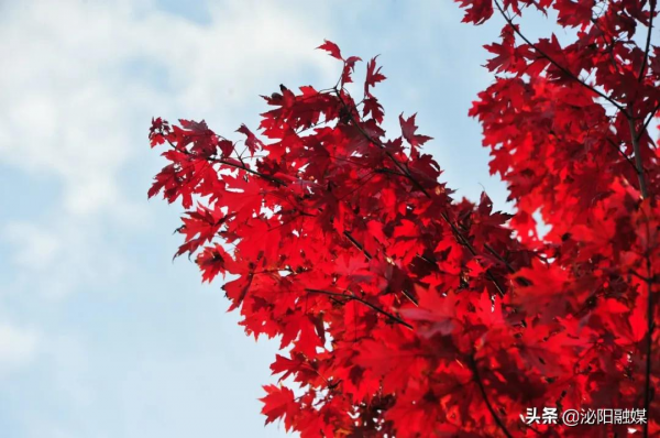 不可思議！已是深秋，月兒灣公園卻如此多彩，恰似夏日還未走遠