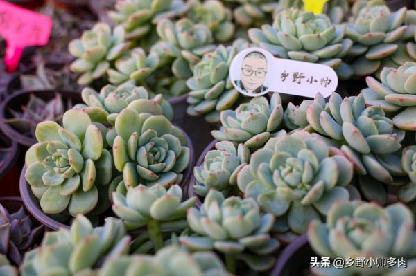 日常養護糾正篇,養多肉時注意四個小細節,多肉更美觀 日常養護糾正篇,養多肉時注意四個小細節,多肉更美觀