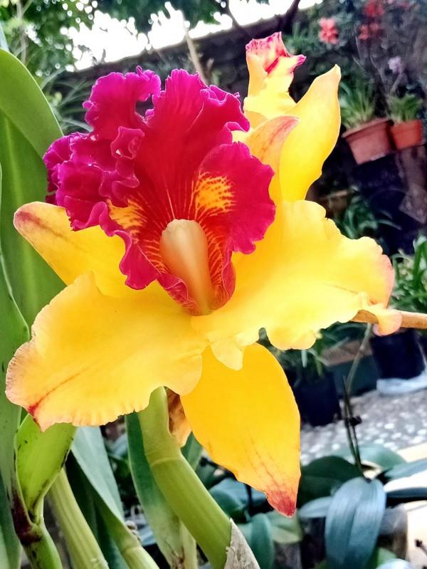 #陽臺小花園#又添新品種