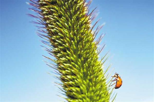 破解沙子向土壤轉換的力學“密碼”