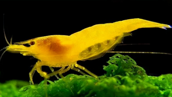 如何解決魚缸水綠的問題