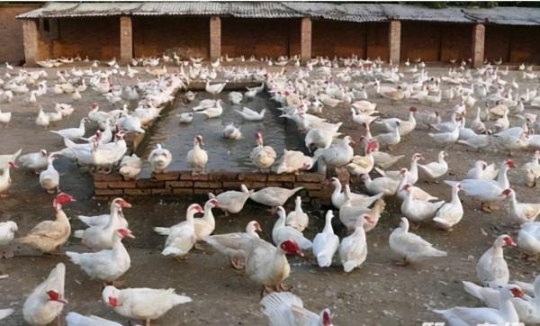 80後四川小夥養殖南非香鶉雁年收入50多萬