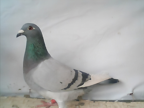 賽鴿:種養訓的一些建議 賽鴿:種養訓的一些建議