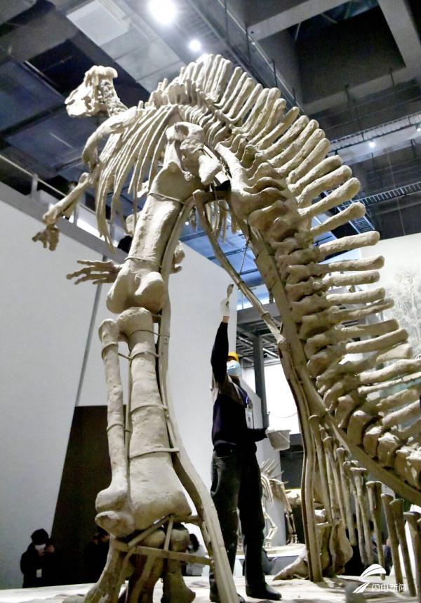 恐龍里的“山東大漢”！巨型山東龍11年後重現省博 山東博物館兩大新展即將上演