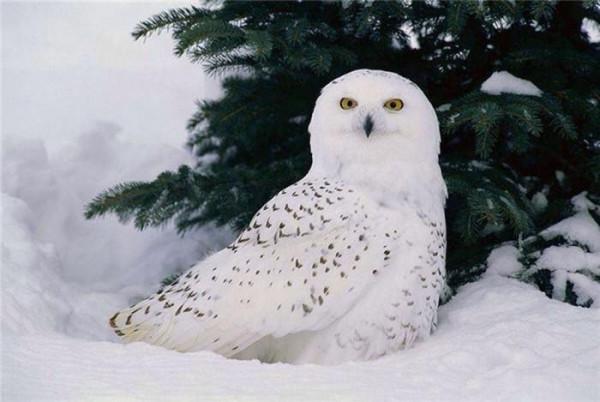 冰雪世界的美麗動物大盤點