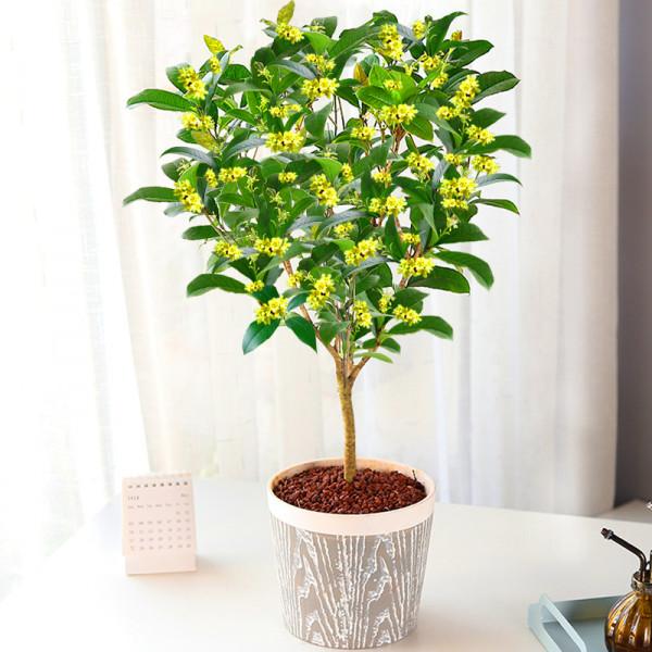 家裡有院子，就種5種“旺宅樹”，觀賞收果兩不誤，吉祥又實用